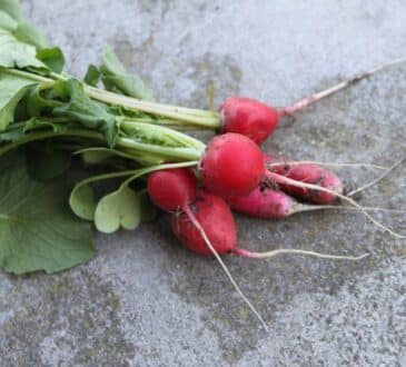 Редиска