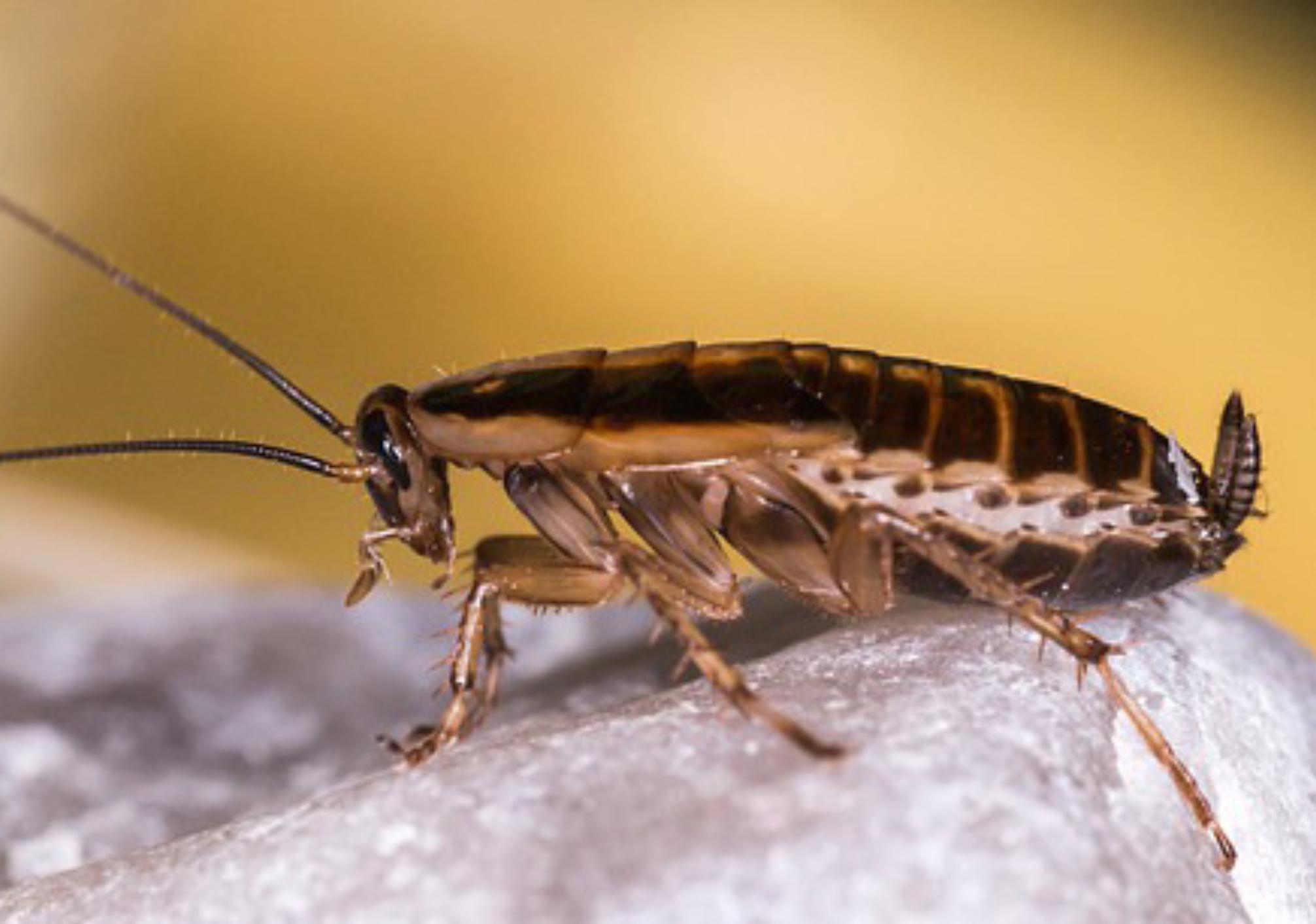 Hmyz, který vypadá jako švábi: Podívejte se na fotografie a jak je vyhubit