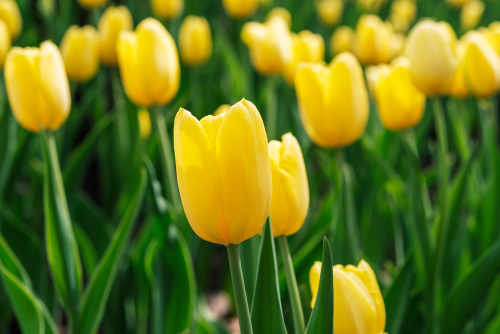 žluté jarní tulipány v zahradě
