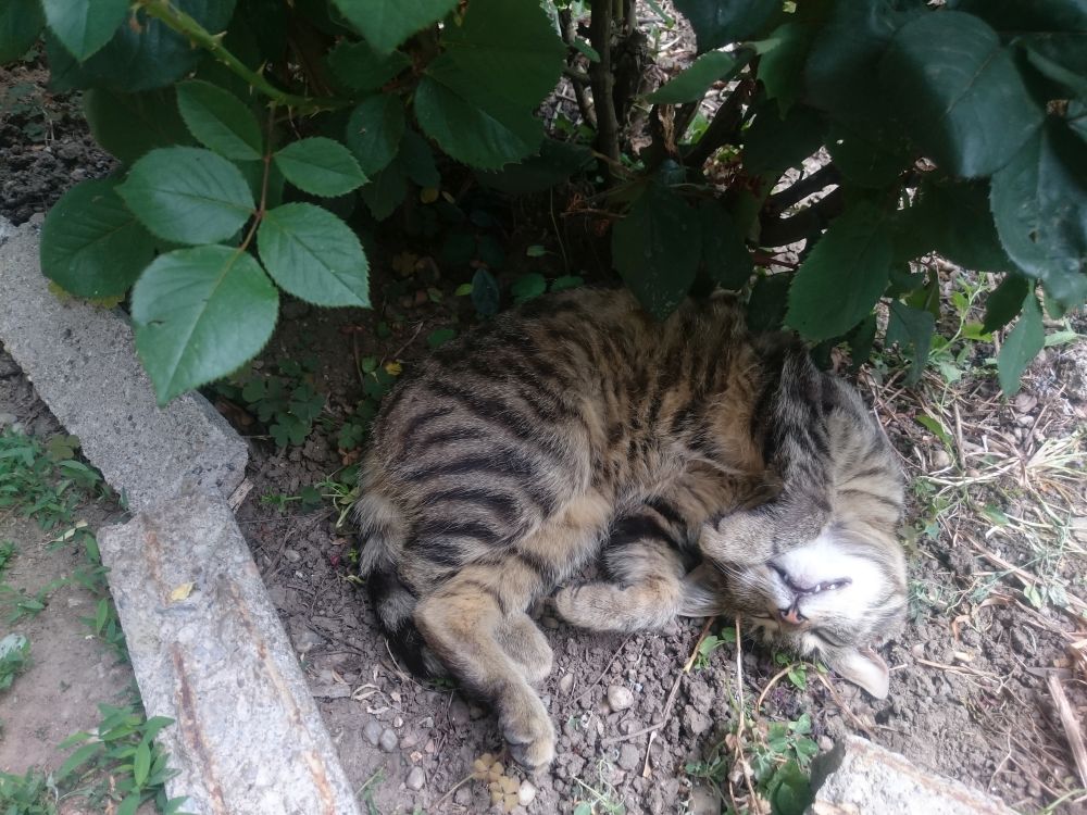 Kočka George Romana