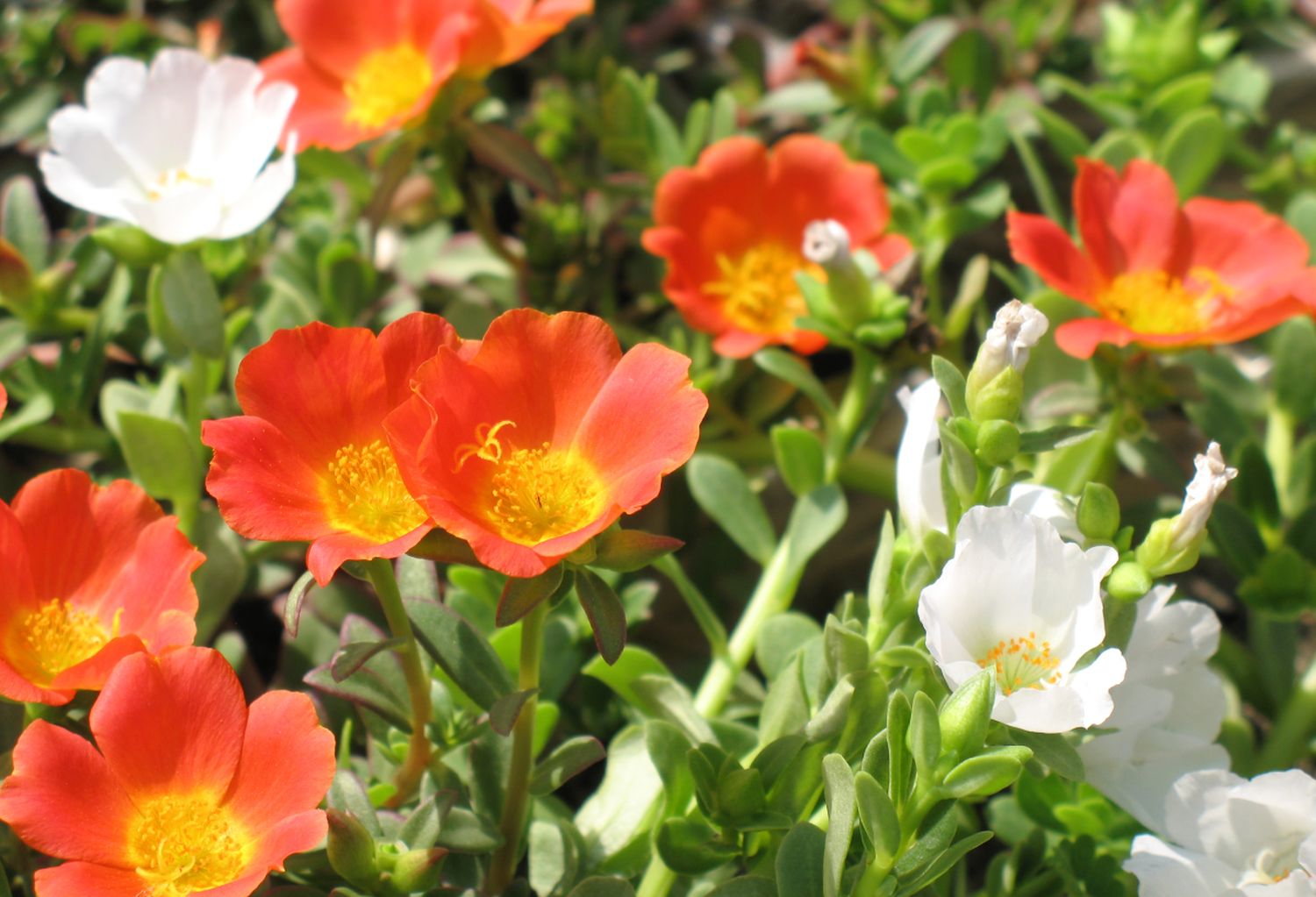 kvetoucí portulaca grandiflora