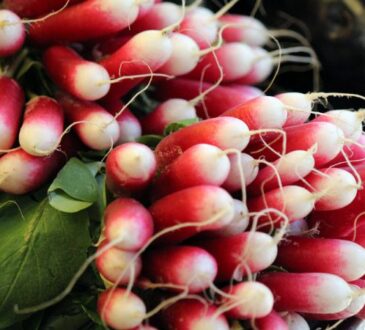 Как убрать горечь из редиски: 4 простых совета для тех, кто устал выращивать горькую редиску