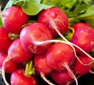 редис