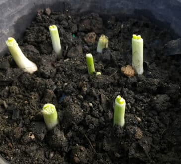 Jak sázet a pěstovat zeleninu ze zbytků, v květináčích nebo na zahradě