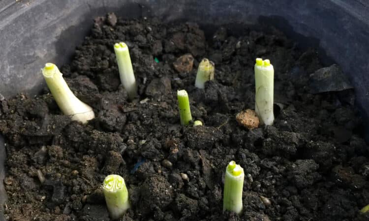 Jak sázet a pěstovat zeleninu ze zbytků, v květináčích nebo na zahradě