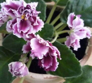 Цветы Фиалки