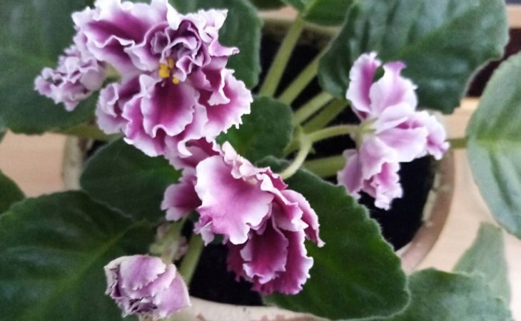 Цветы Фиалки