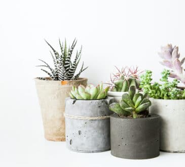 Jak vyrobit květináče ze starého oblečení: triky pro zábavnou zahradu