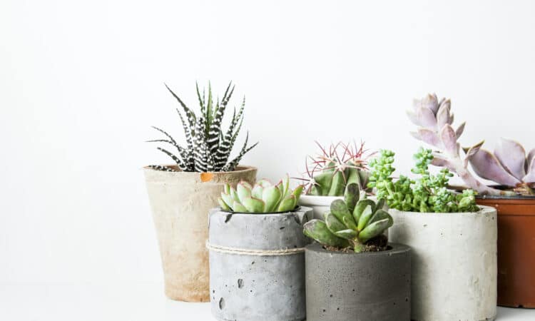 Jak vyrobit květináče ze starého oblečení: triky pro zábavnou zahradu