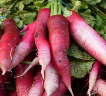 Чем «кормить» редис, чтобы рос корнеплод, а не листья: дачники дали советы
