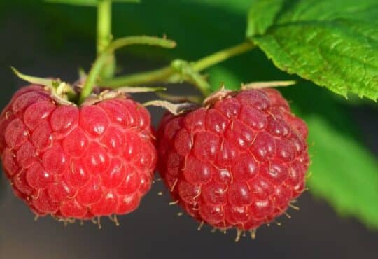 Каких ягод в белорусских лесах больше всего в 2019 году