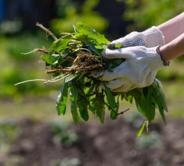 Jaké přírodní metody a řešení můžete použít k redukci plevele na zahradě