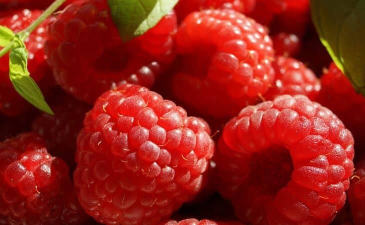 Одна подкормка — и малину не остановить: кусты «слягут» под тяжестью крупных и сладких ягод 
