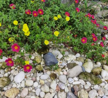 Kamenné květiny: vše, co potřebujete vědět o pěstování a péči o ně