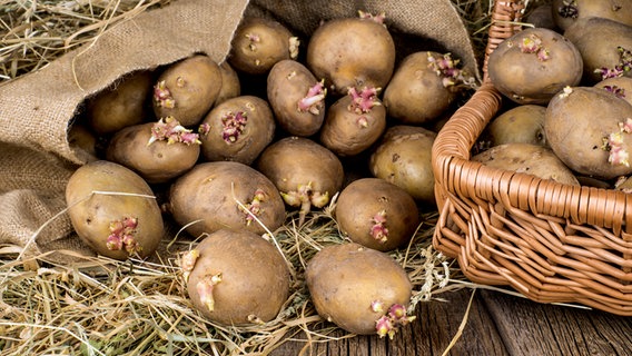 Klíčící brambory. © fotolia Foto: Dmitriy Golbay