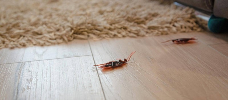 "Smrtící zbraň" pro šváby: Koupelnový materiál, který je zabije během několika minut