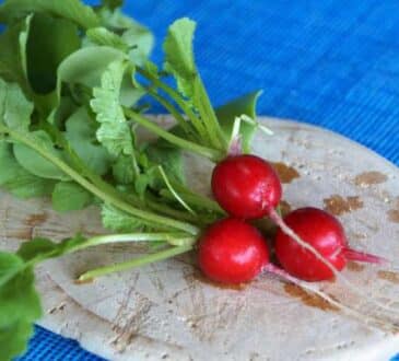 Когда и как сажать редиску грамотно — 3 шага к быстрому урожаю
