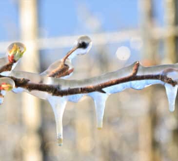 Kdy stříkat stromy nemrznoucím roztokem a proč je třeba aplikovat ošetření