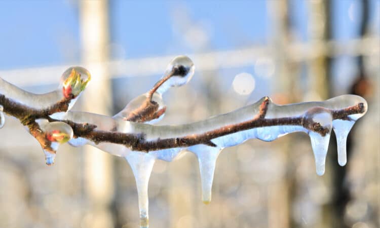 Kdy stříkat stromy nemrznoucím roztokem a proč je třeba aplikovat ošetření