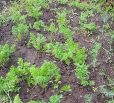 Какие растения крайне опасно посыпать золой? Дачники губят урожай по незнанию