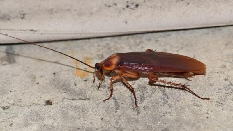 Velcí švábi: Kdy vstoupí do domu a na co si dát pozor, abyste se jim vyhnuli