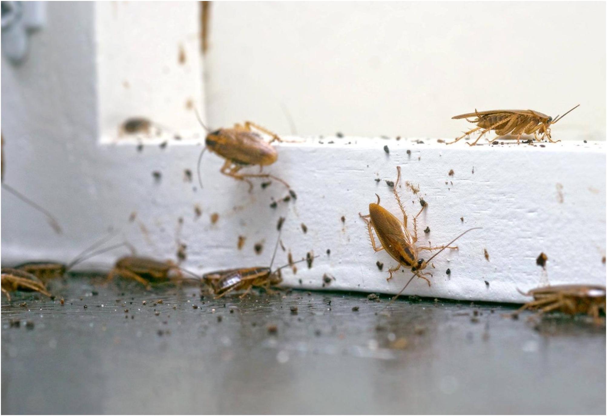 Malí blonďatí švábi v kuchyni: Jak se jich jednou provždy zbavit