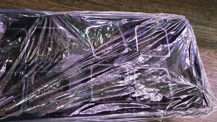 Klíčení sazenic okurek