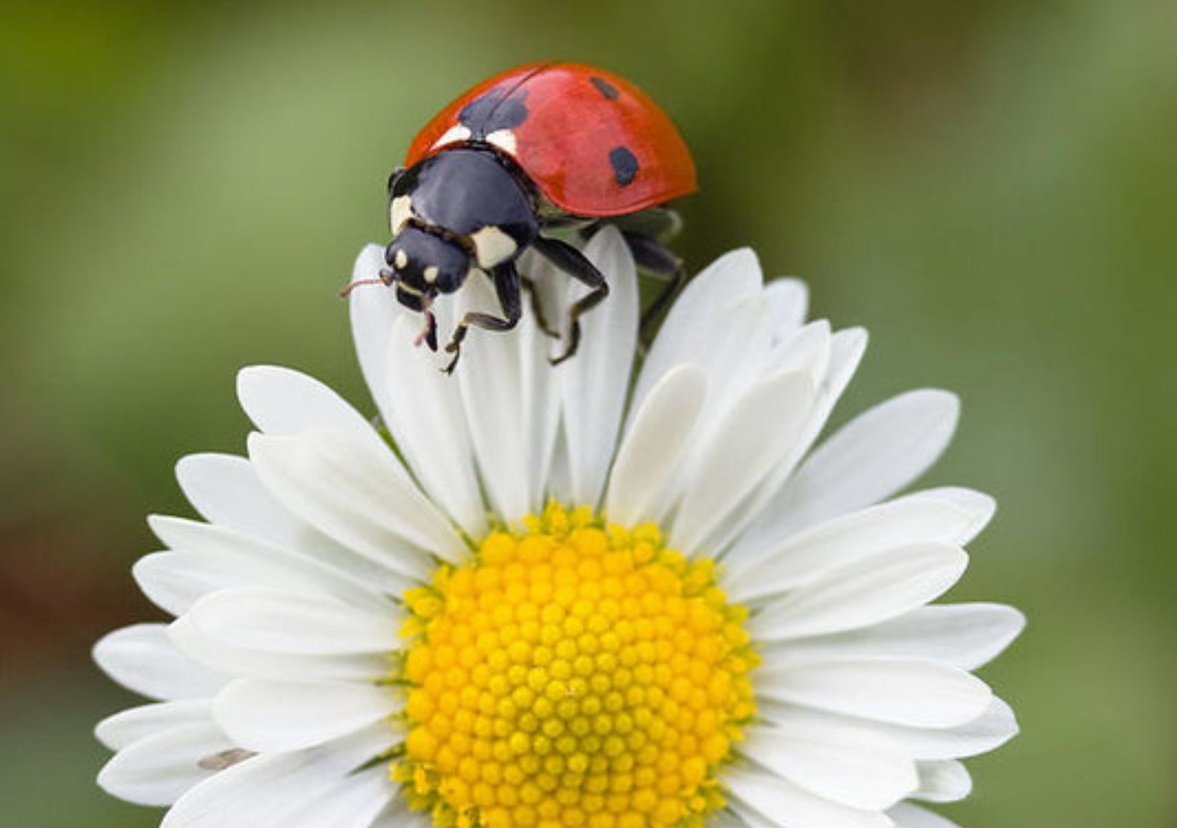Beruška: Hmyz, který je předzvěstí Velikonoc a jaký přínos má pro vaši zahradu 