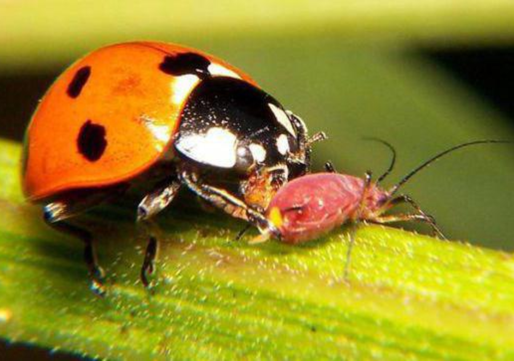 Beruška: Hmyz, který je předzvěstí Velikonoc a jaký přínos má pro vaši zahradu 