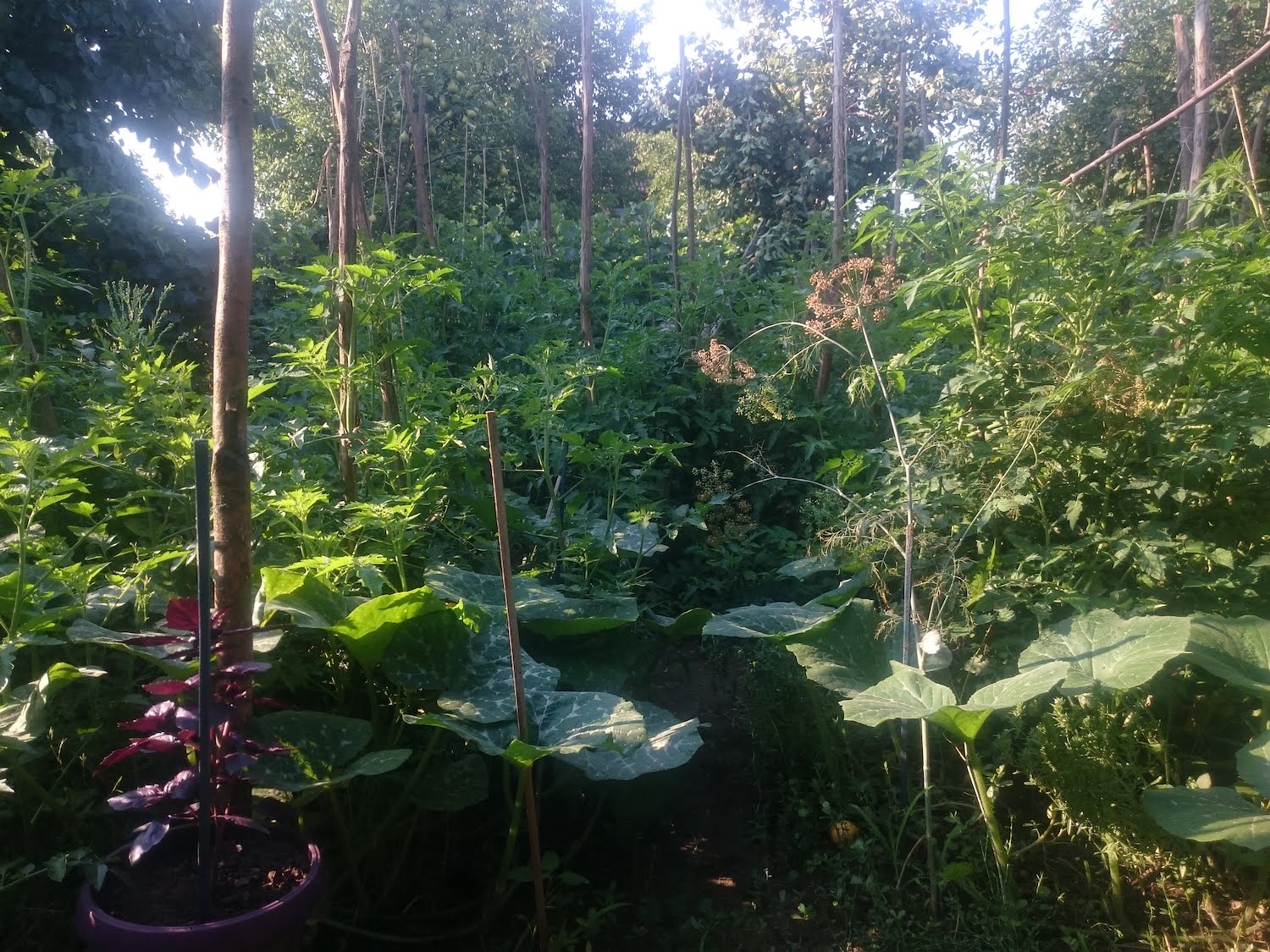 permakulturní zeleninová zahrada