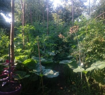 Permakulturní zahrada umělce, který se přestěhoval na venkov, v obci v okrese Giurgiu