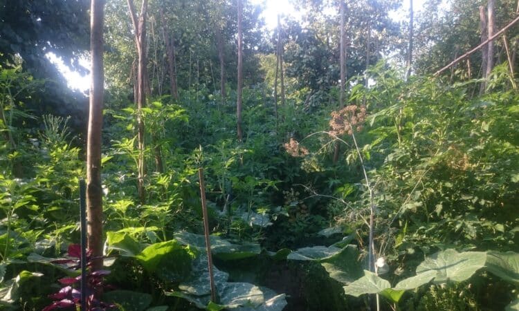 Permakulturní zahrada umělce, který se přestěhoval na venkov, v obci v okrese Giurgiu