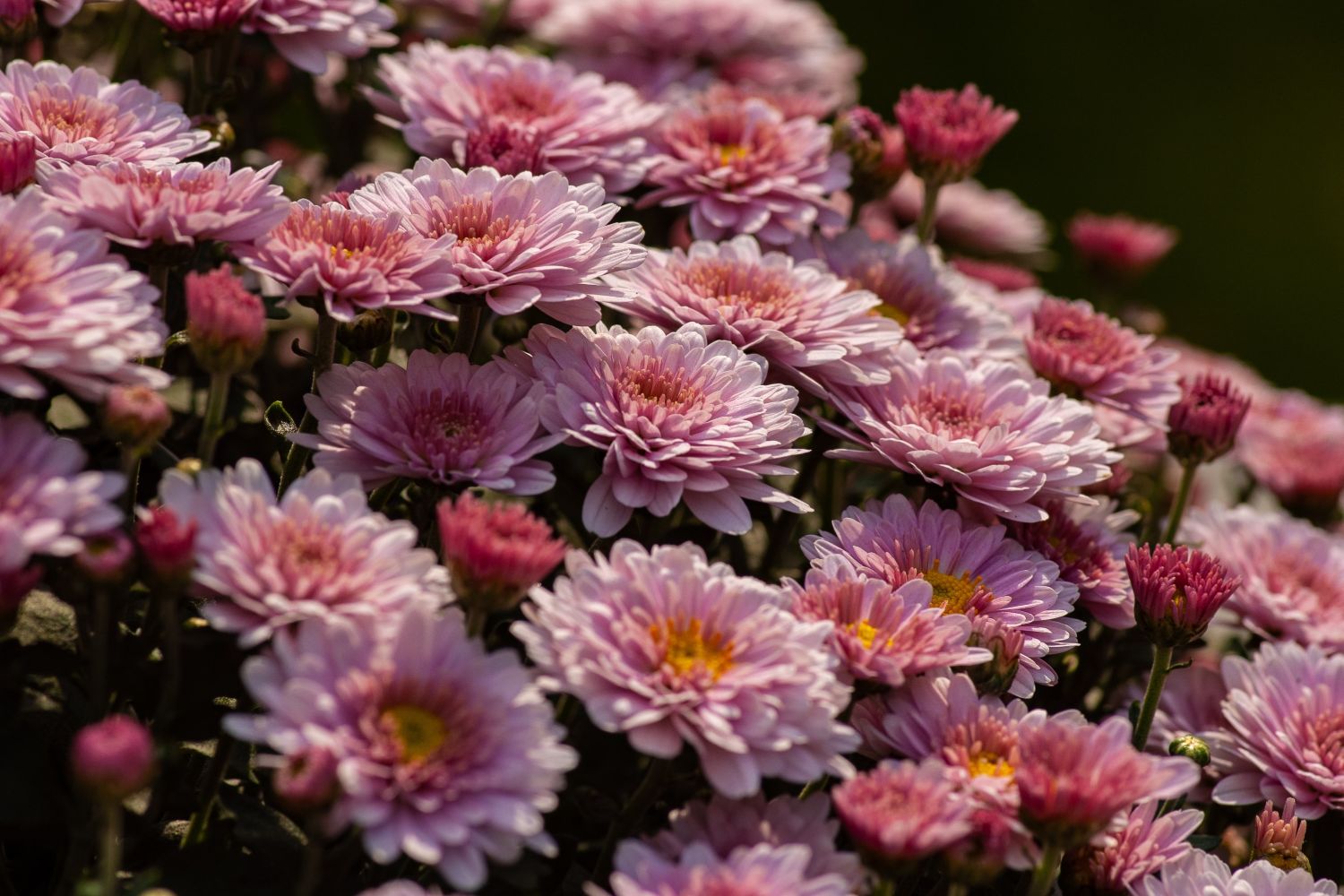 zahradní_rostliny_které_kvetou_celoroční chryzantéma