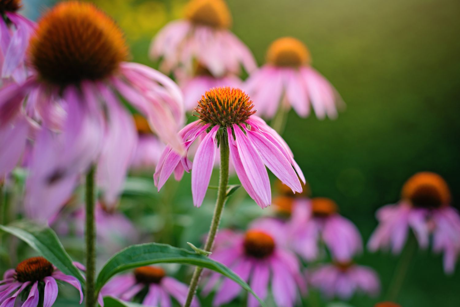 zahradní_rostliny_které_kvetou_celý_rok echinacea