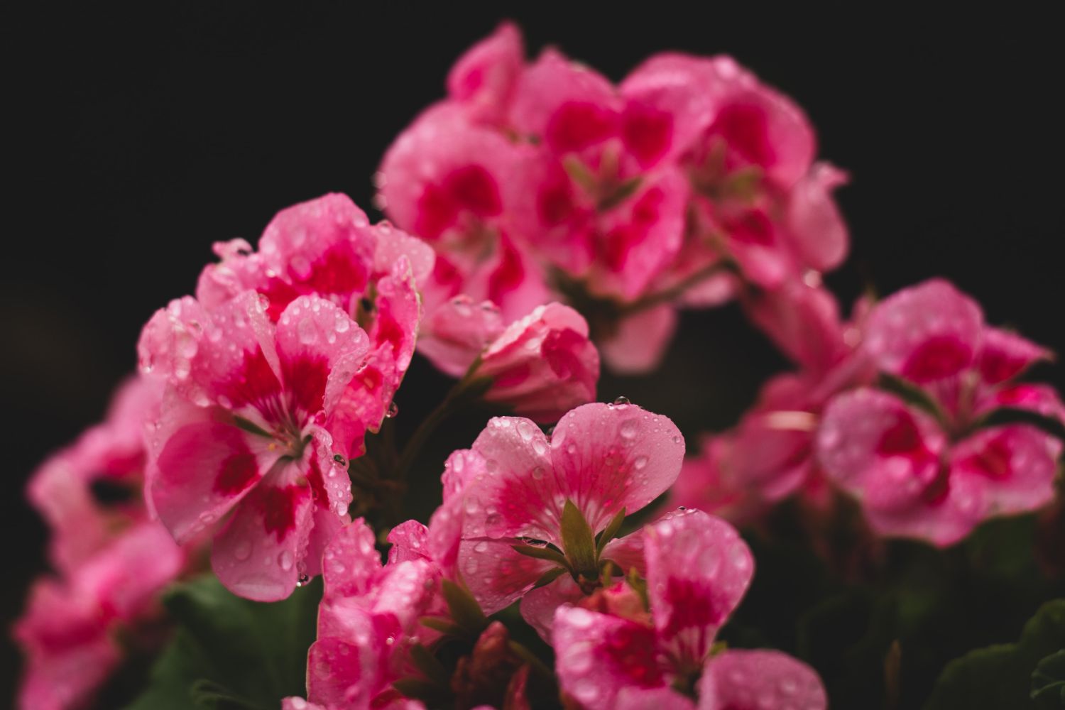 zahradní_rostliny_které_kvetou_celý_rok