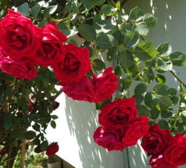 Popínavé květiny: 10 druhů, které můžete pěstovat na zahradě nebo balkoně