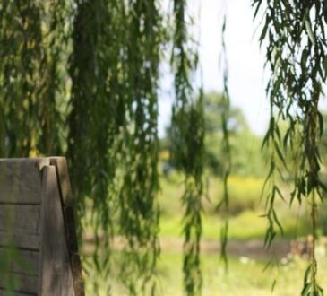 Praktické nápady pro vaši zahradu v chladném období