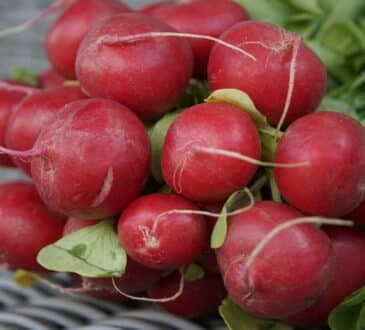 Почему редиска растёт твёрдой и невкусной: 2 досадные причины неурожая