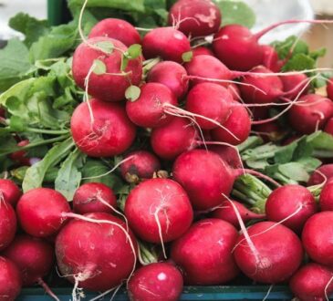 Почему редиска растет твердой и невкусной: досадные ошибки дачников 