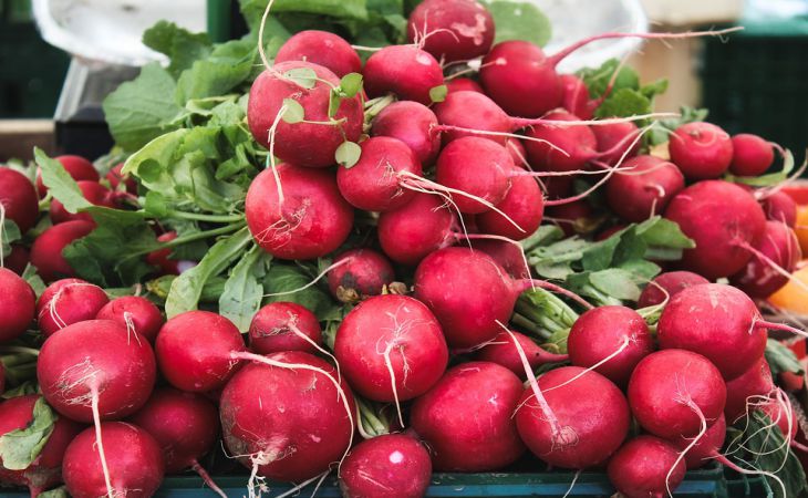 Почему редиска растет твердой и невкусной: досадные ошибки дачников 