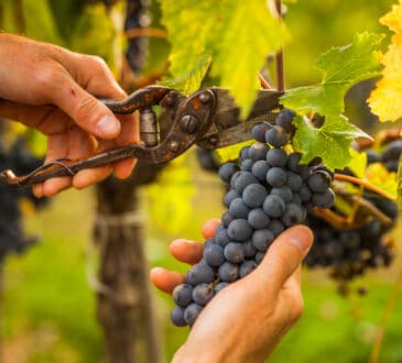 Průvodce řezem révy: kdy to udělat, jakými nástroji a jak
