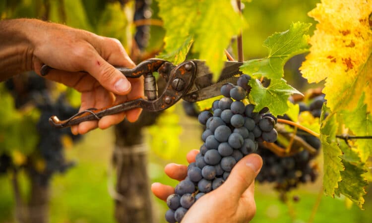 Průvodce řezem révy: kdy to udělat, jakými nástroji a jak