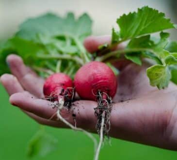 Рука Редис