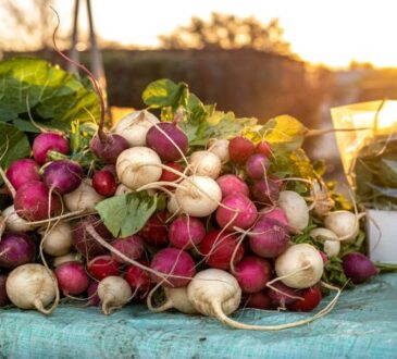 Редиска вырастет без горечи и пустот, если начнете применять эти простые хитрости