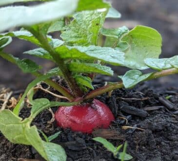 Из года в год сладкий крупный редис без пустот и намёка на горечь: в чём секрет такого урожая