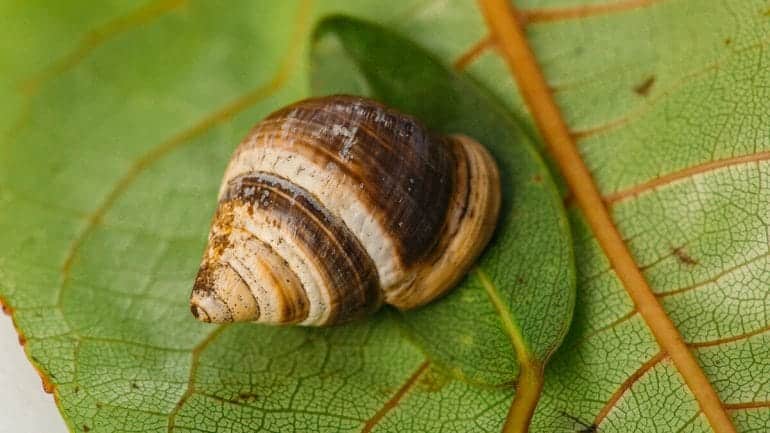 Jak zničit zahradní škůdce a neotrávit domácí zvířata