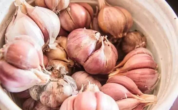 Smíchejte tyto dvě ingredience v misce a zalévejte zahradní záhon česnekem: budou dobré výsledky a velká úroda