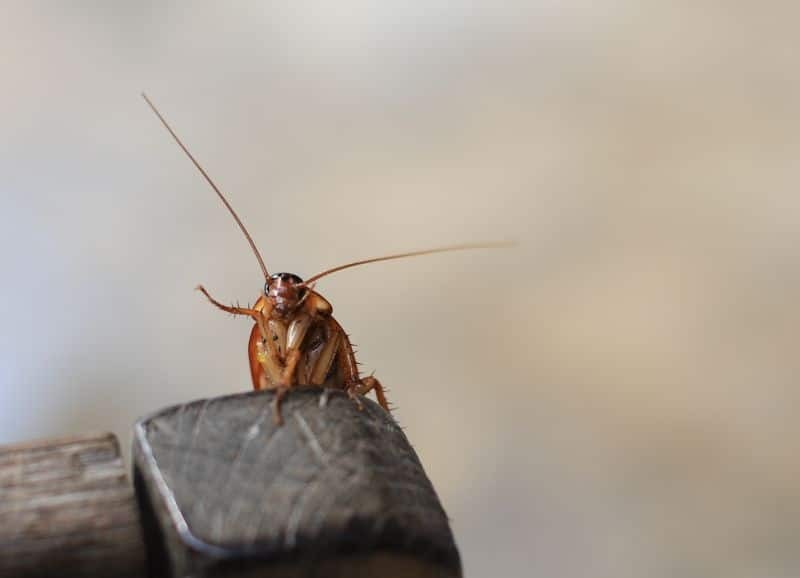 Hnízdo švábů v domě na jaře: Jak ho najít a navždy se ho zbavit