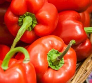 Перцы этого не простят: 3 частые ошибки, из-за которых урожай очень быстро «загнется»