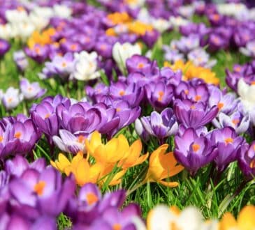 Topolovka jarní: kdy je vysadit a jak o ně nejlépe pečovat